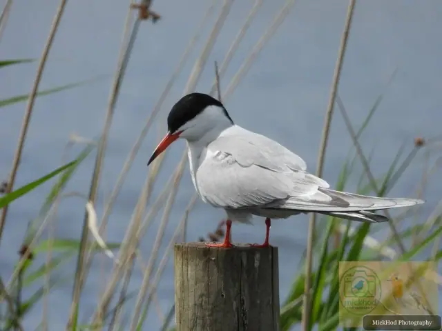 Common Tern