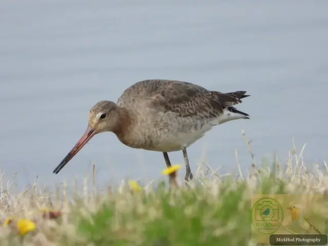Black-tailed Godwit