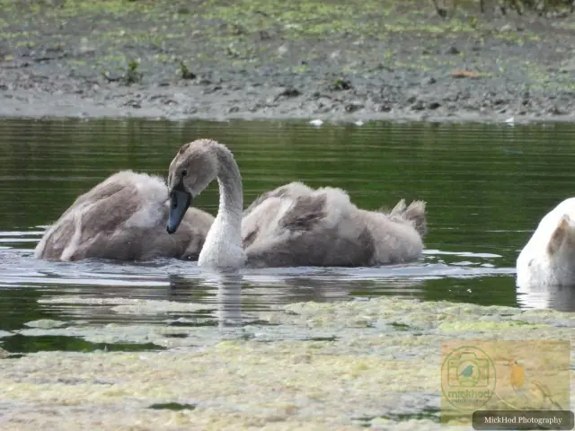Mute Swan