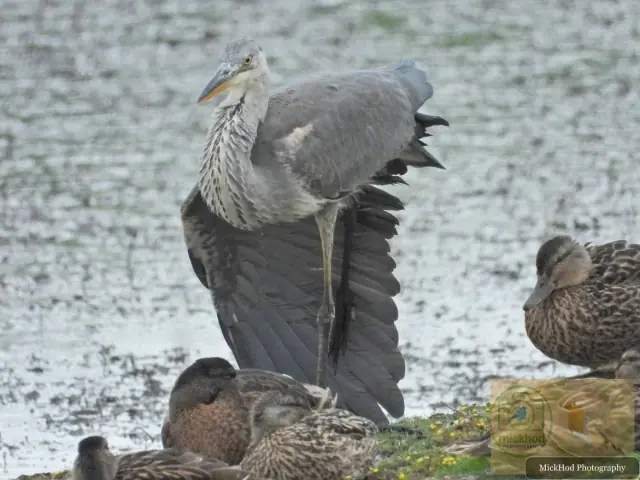 Grey Heron
