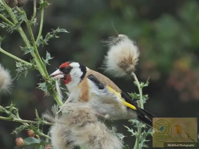 European Goldfinch