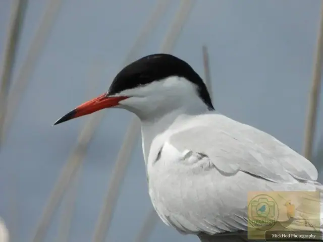 Common Tern