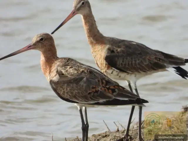 Black-tailed Godwit