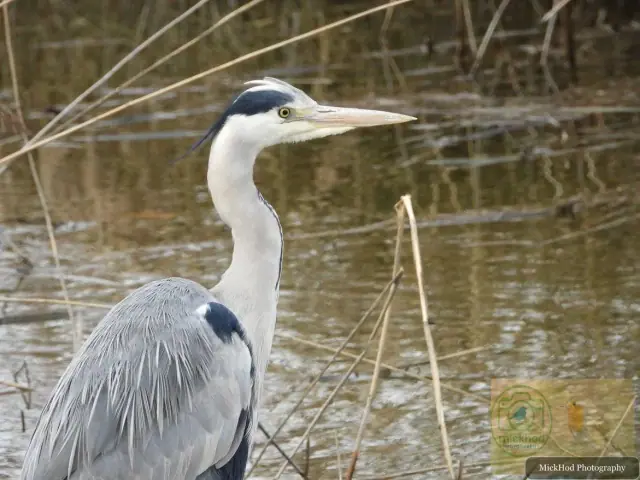 Grey Heron