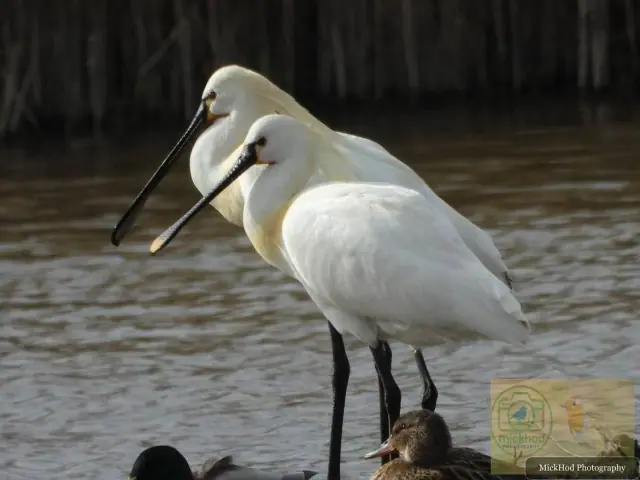 Eurasian Spoonbill