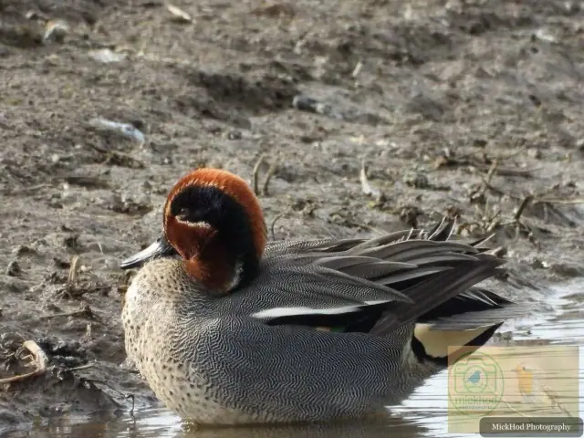 Eurasian Teal