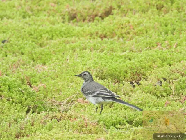 Pied Wagtail