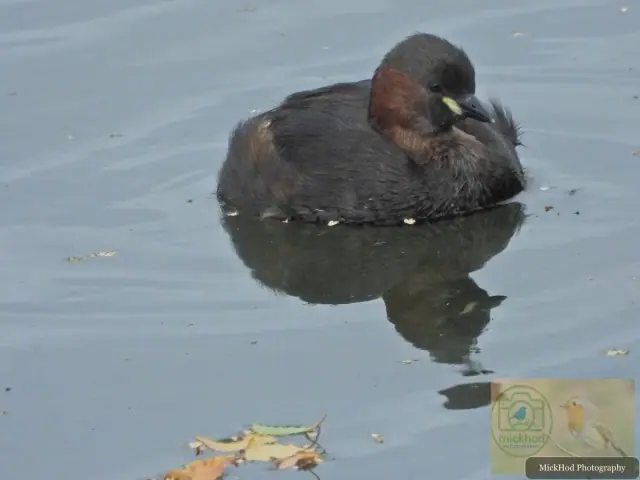 Little Grebe