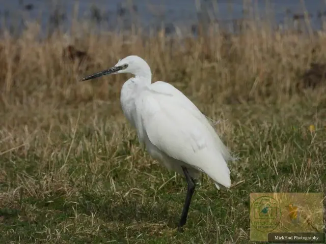 Little Egret