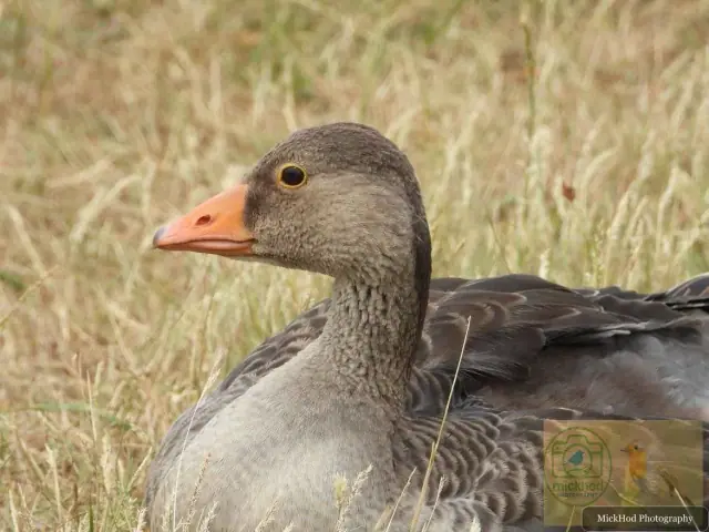 Greylag Goose