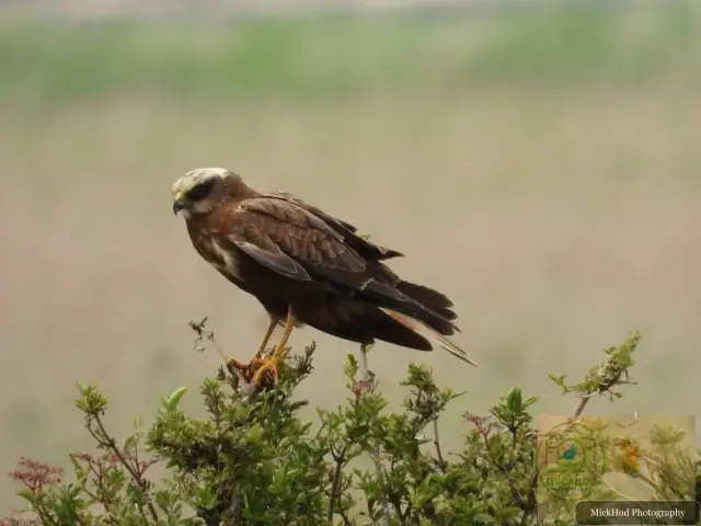 Western Marsh Harrier