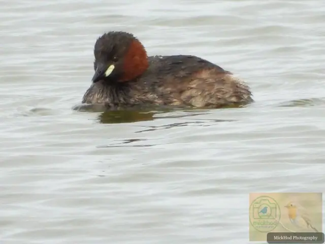 Little Grebe