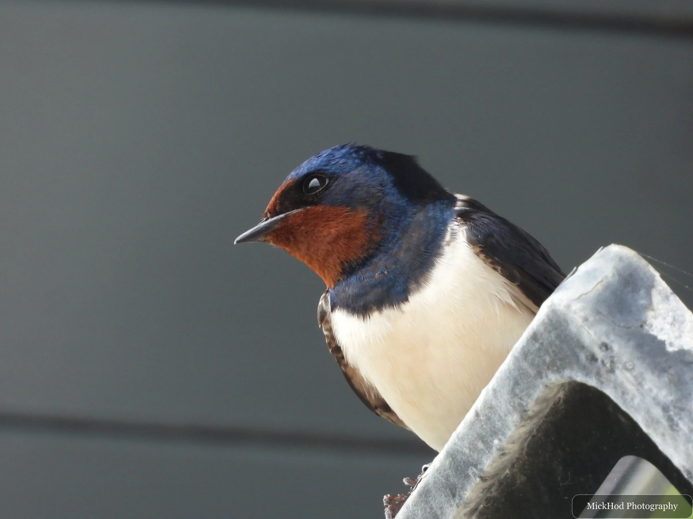 Barn Swallow