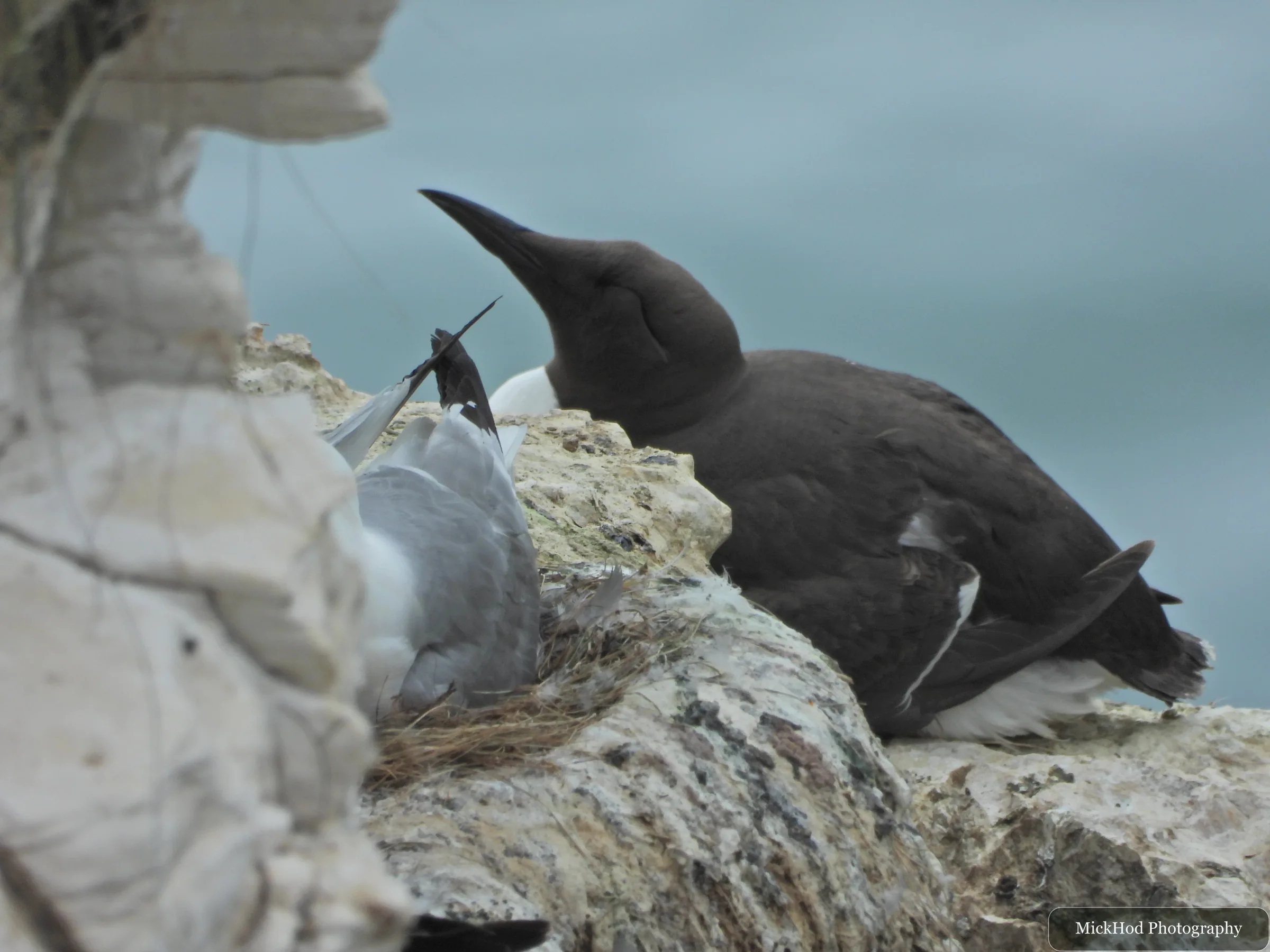 Guillemot