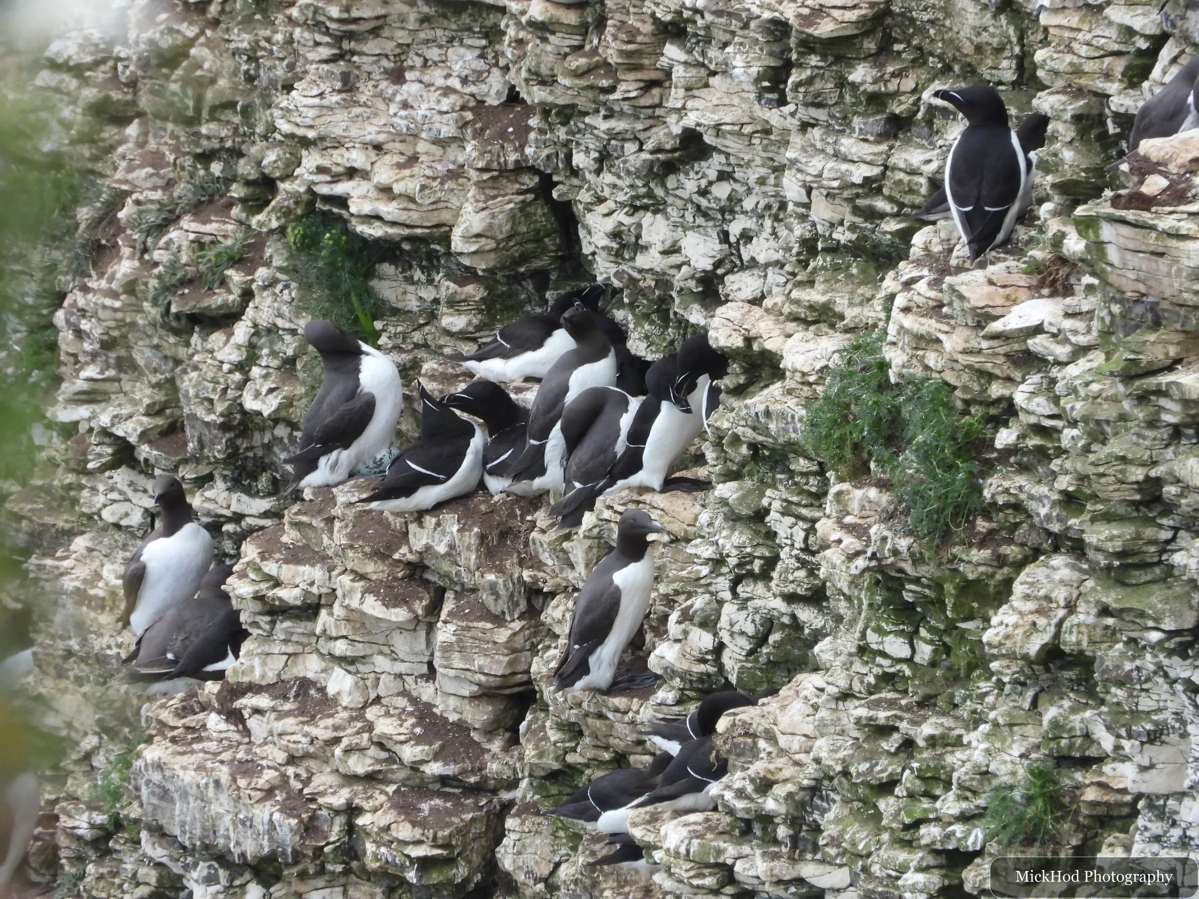 Razorbill