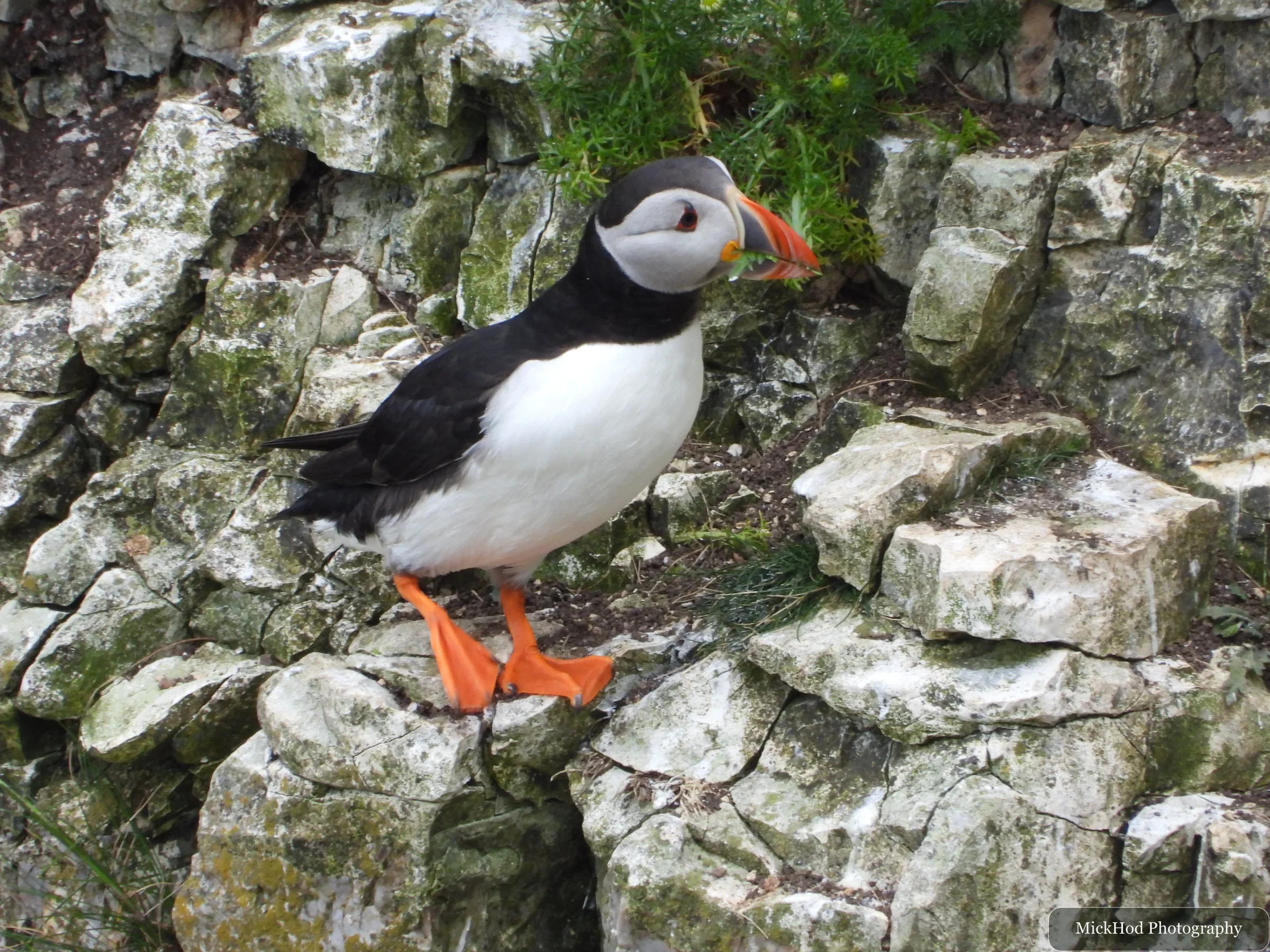 Atlantic Puffin