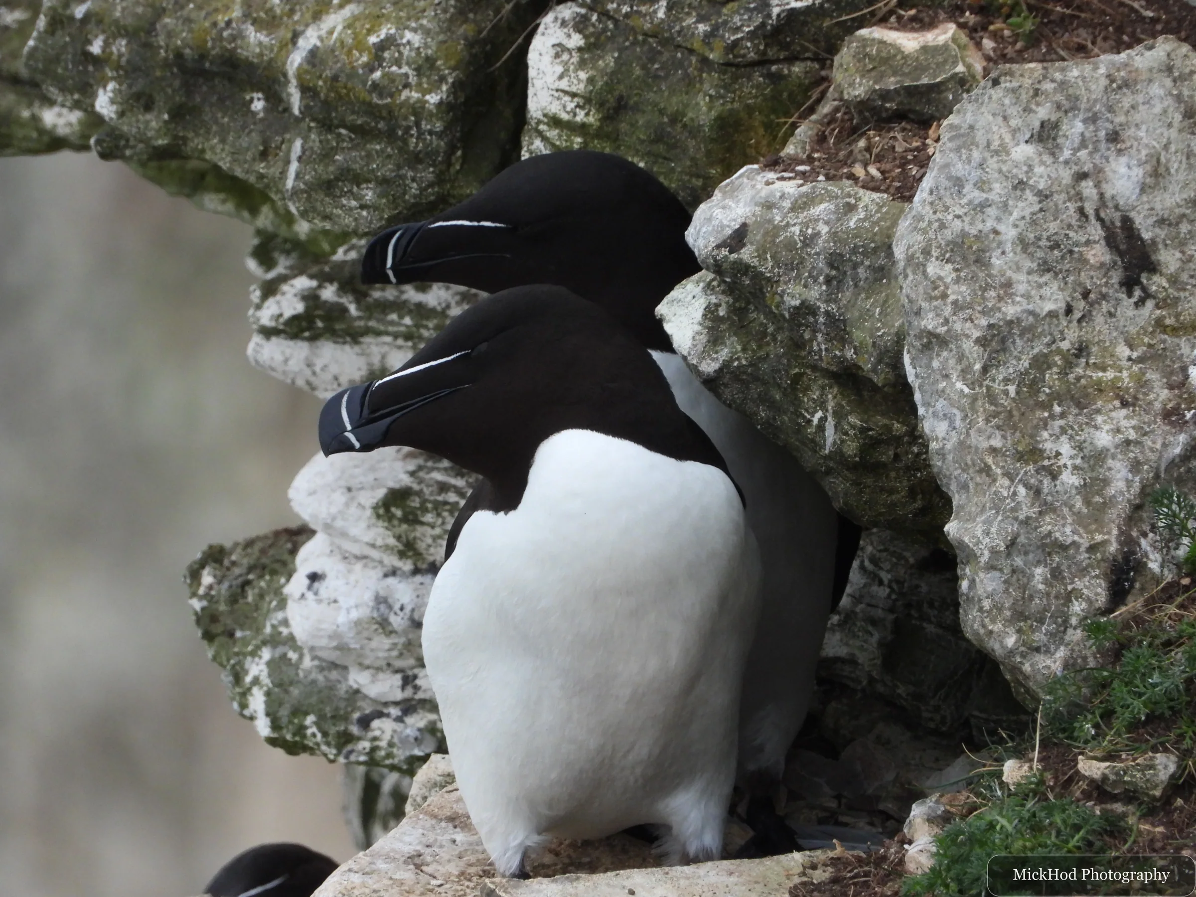 Razorbill