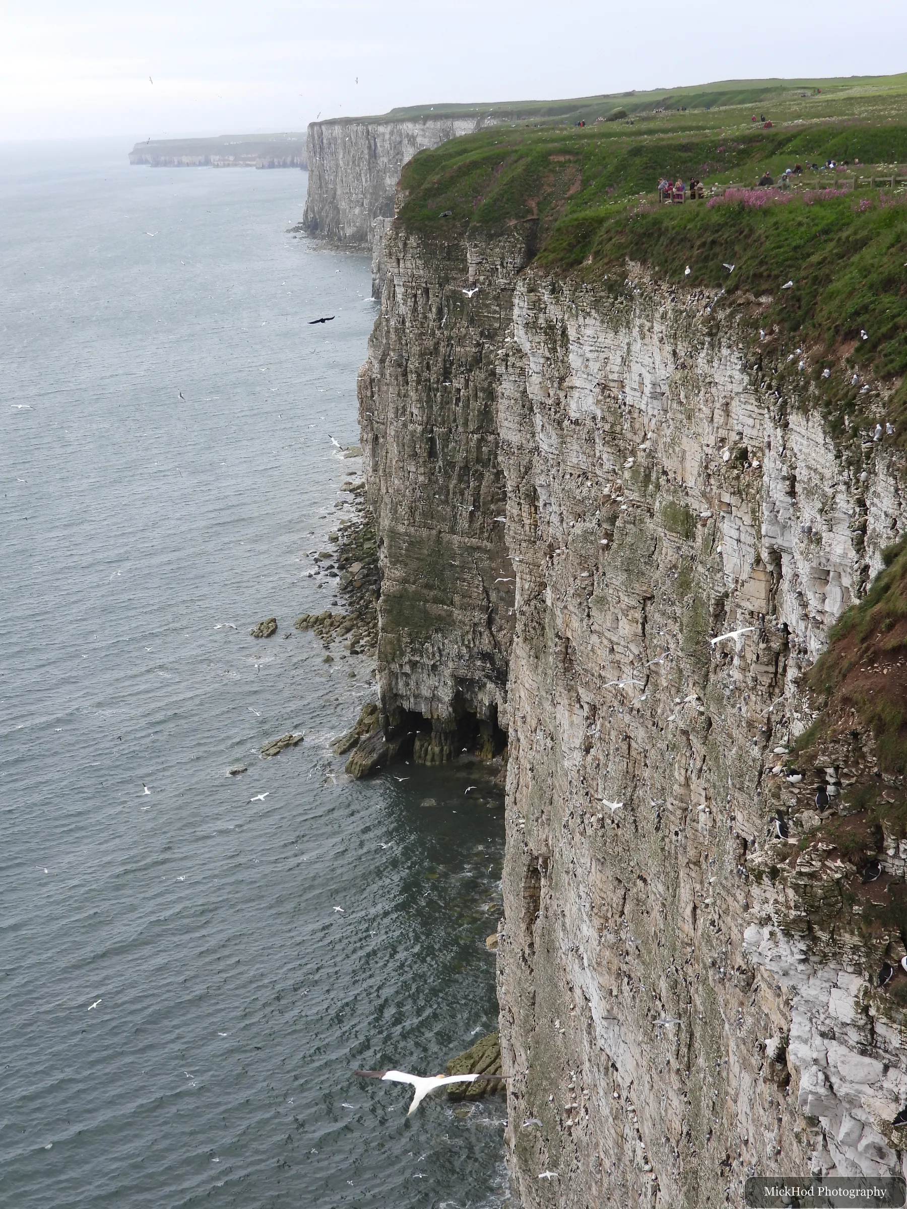 Northern Gannet