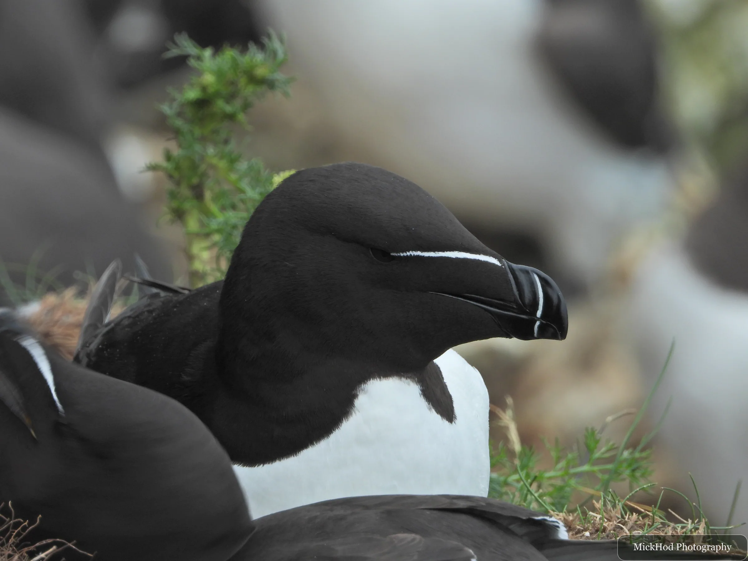 Razorbill