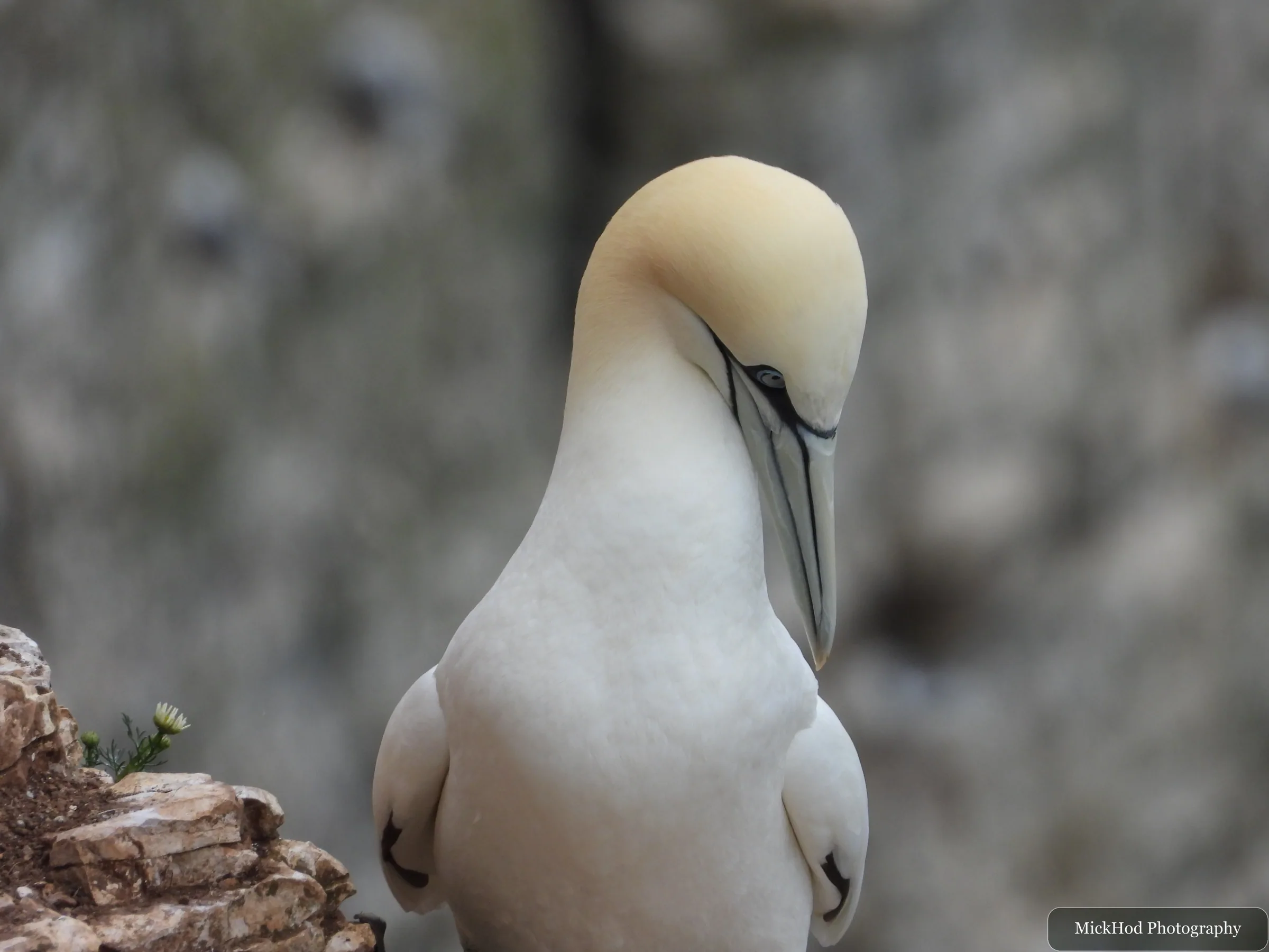 Northern Gannet