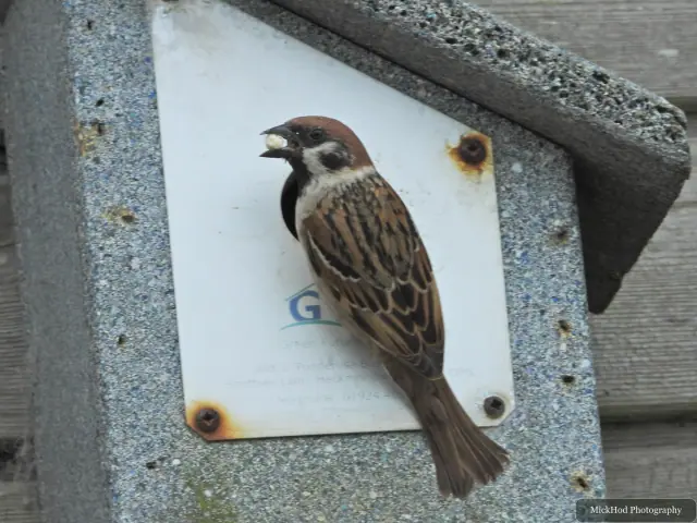A Eurasian Tree Sparrow clings to a nest box with a small piece of food in its beak.