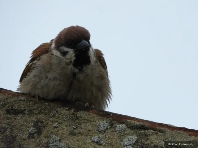 A fluffy Eurasian Tree Sparrow with a chestnut crown and black cheek patch perched on a mossy roof tile.