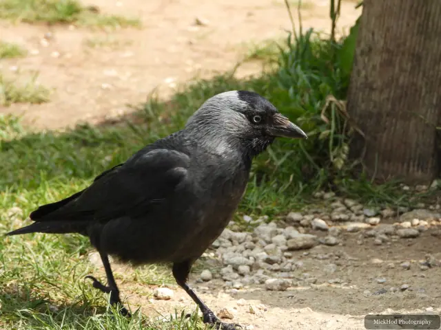 At Bempton Cliffs: Jackdaw.