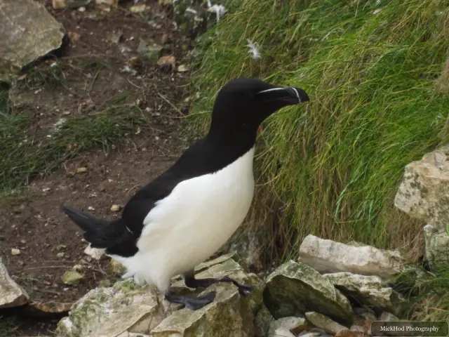 Photographed at Bempton Cliffs: Razorbill.