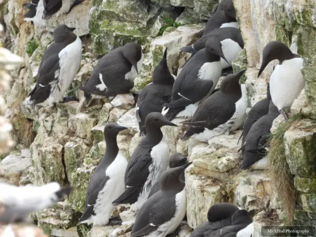 Common Guillemot, seen at Bempton Cliffs.