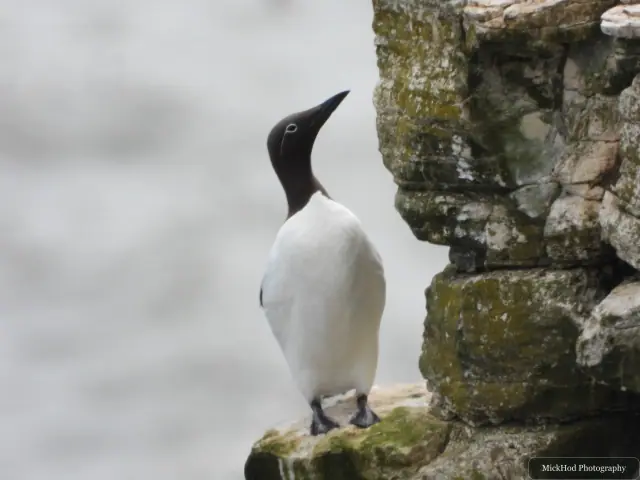 At Bempton Cliffs: Common Guillemot.