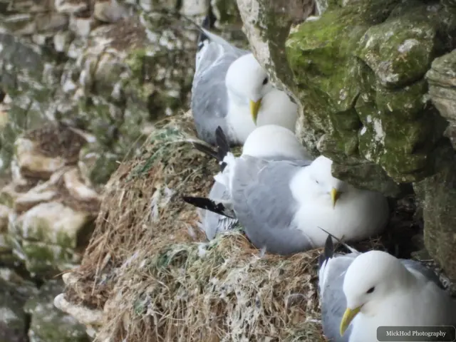 At Bempton Cliffs: Black-legged Kittiwake.