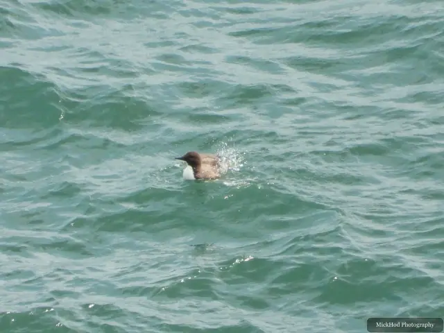 A Common Guillemot rests on the choppy water below Bempton Cliffs.