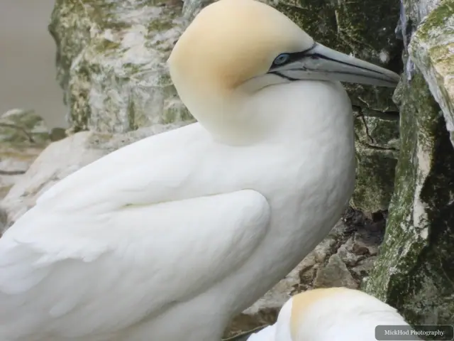 Northern Gannet at Bempton Cliffs.