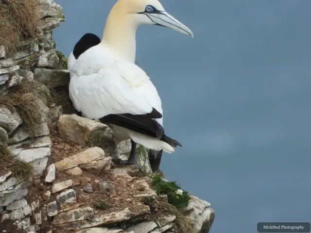 Photographed at Bempton Cliffs: Northern Gannet.