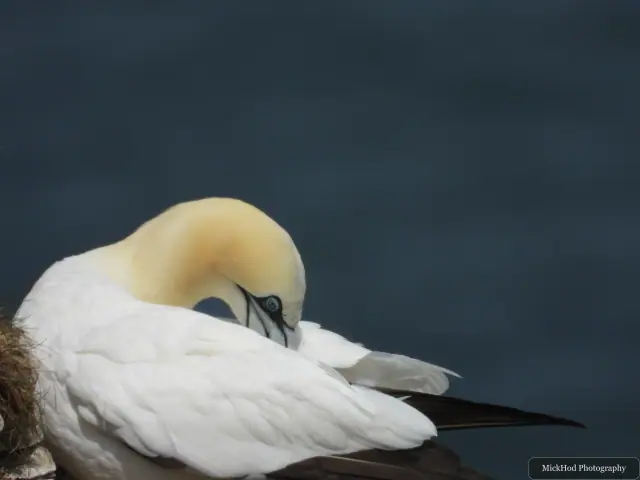 At Bempton Cliffs: Northern Gannet.