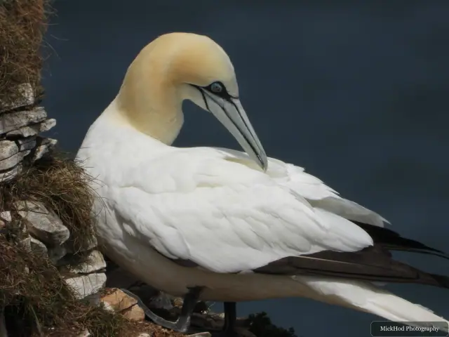 Northern Gannet, seen at Bempton Cliffs.