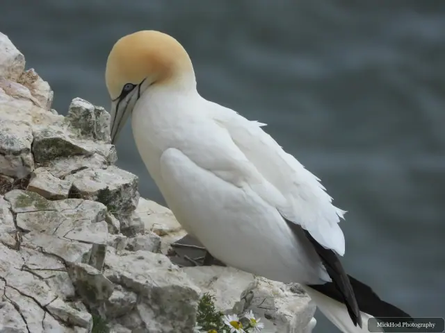 Northern Gannet at Bempton Cliffs.