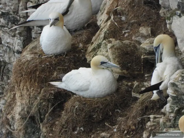 Photographed at Bempton Cliffs: Northern Gannet.