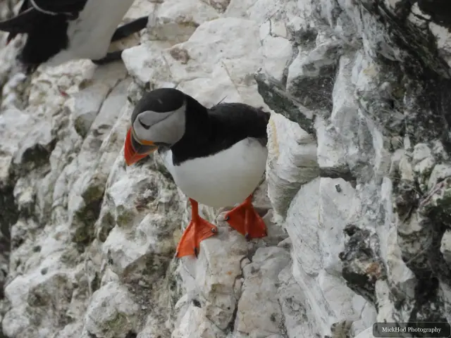An Atlantic Puffin photographed at Bempton Cliffs.