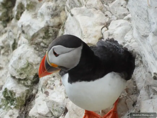 An Atlantic Puffin photographed at Bempton Cliffs.