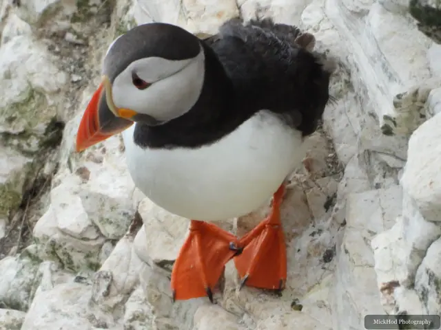 An Atlantic Puffin photographed at Bempton Cliffs.