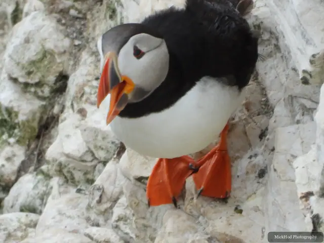 An Atlantic Puffin photographed at Bempton Cliffs.