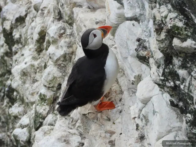 An Atlantic Puffin photographed at Bempton Cliffs.