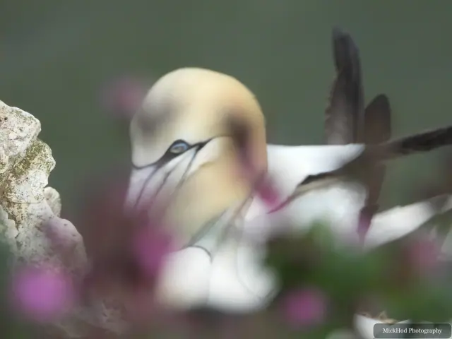 Photographed at Bempton Cliffs: Northern Gannet.