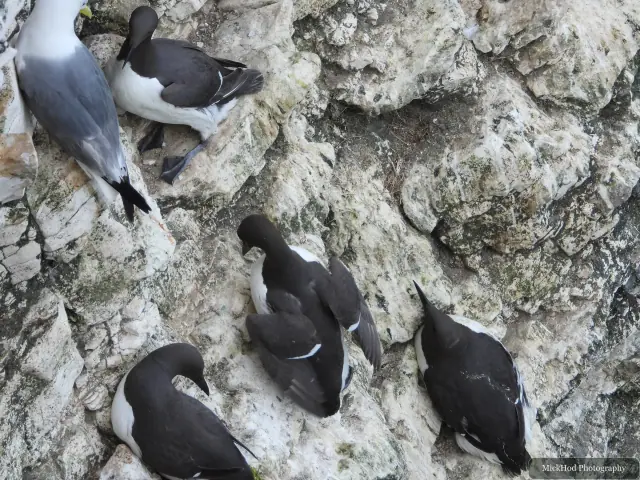 Photographed at Bempton Cliffs: Common Guillemot.
