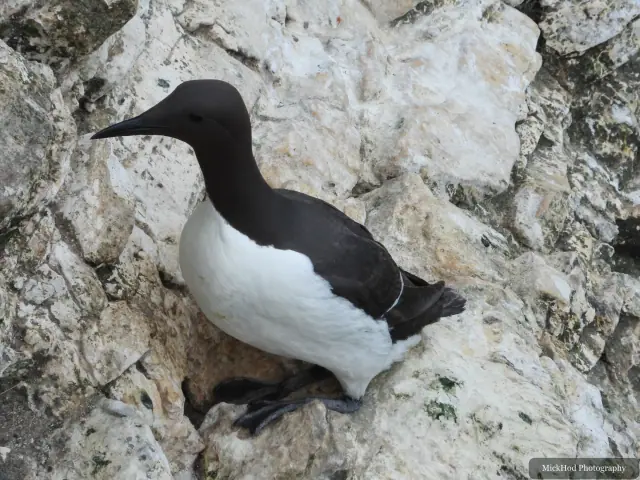 A Common Guillemot stands among the nesting seabirds on the Bempton Cliffs ledges.