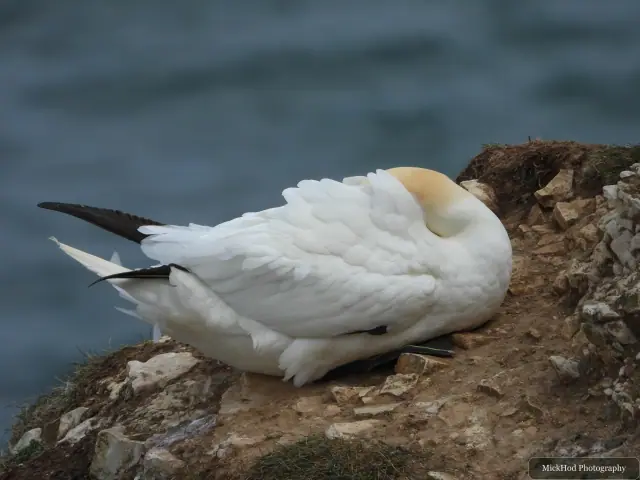 Photographed at Bempton Cliffs: Northern Gannet.
