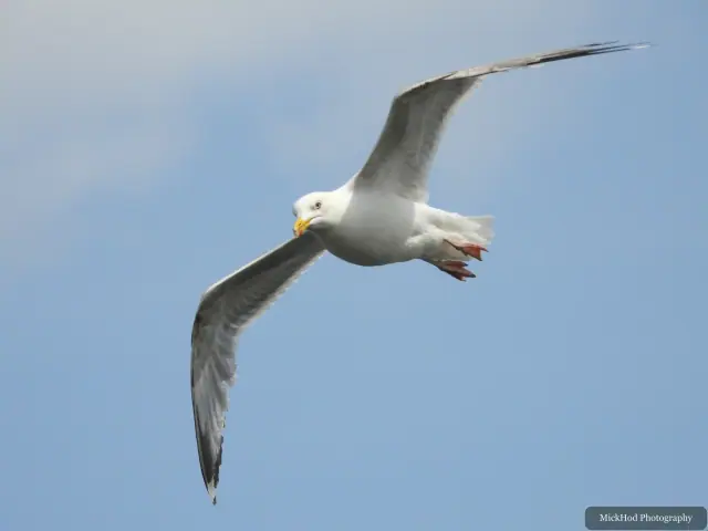 An adult Herring Gull flies against the sky at Bempton Cliffs.
