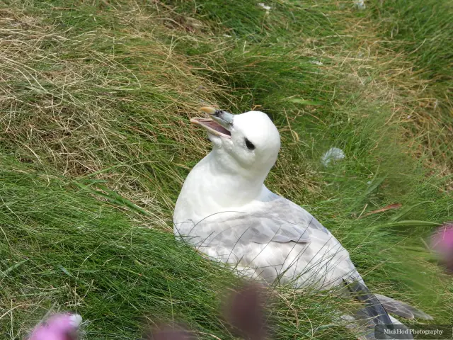 A Northern Gannet rests among the clifftop grass at Bempton Cliffs.