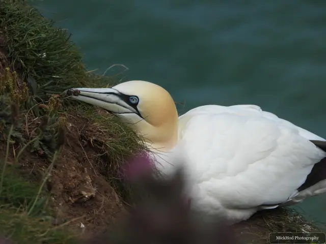 Northern Gannet at Bempton Cliffs.